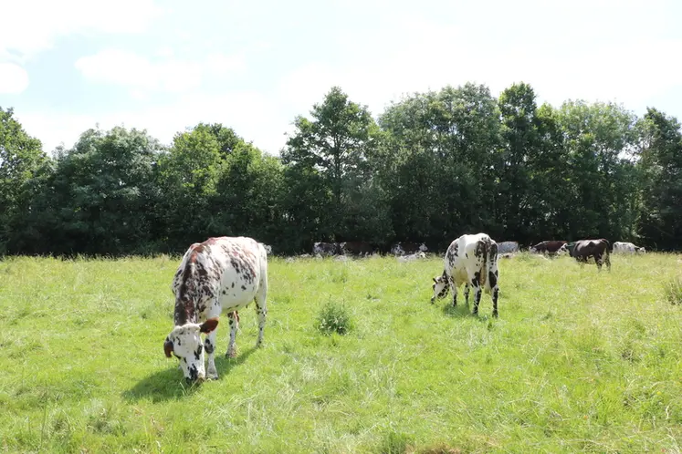 <em class="placeholder">vaches normandes au pâturage en bio</em>