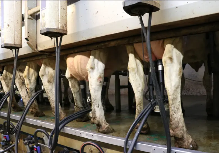vaches à la traite