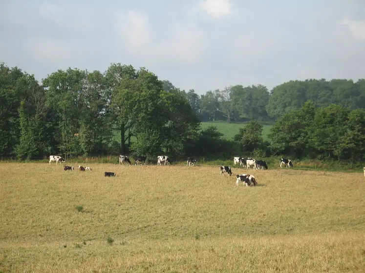 <em class="placeholder">Bovins lait / sÃ©cheresse / prairie dessÃ©chÃ©e / troupeau laitier au pÃ¢turage en Poitou-Charentes</em>