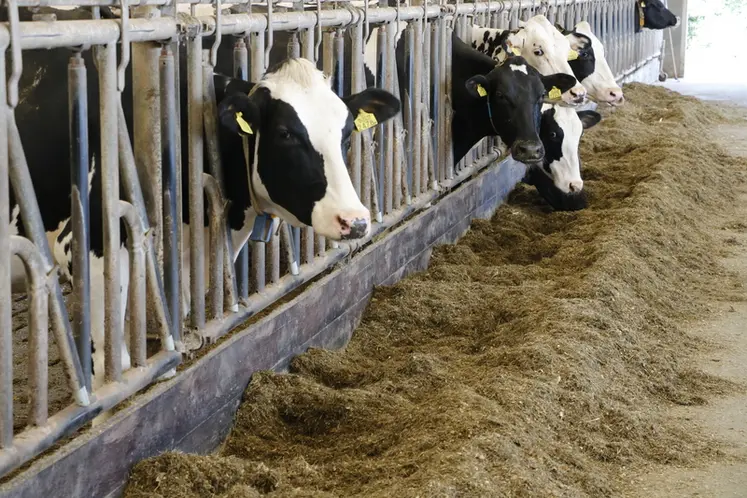 <em class="placeholder">Vaches prim'Holstein aux cornadis dans une exploitation des Pays-Bas</em>