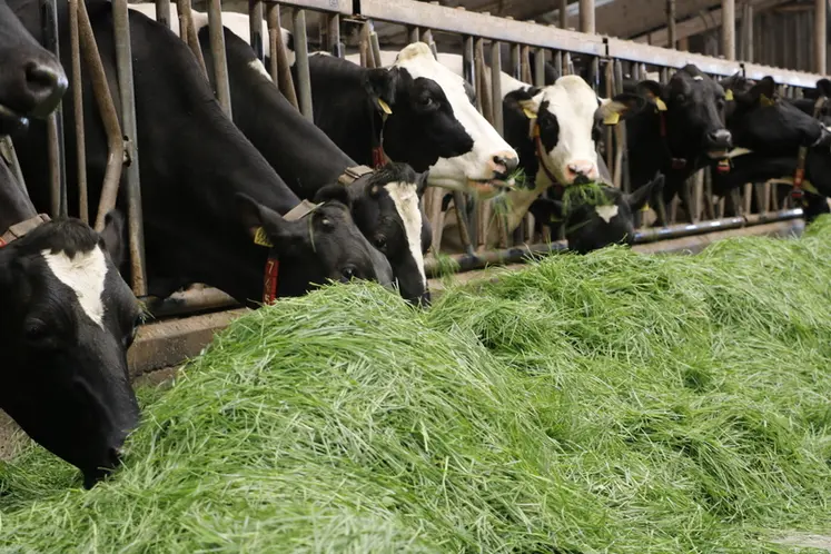 <em class="placeholder">Vaches prim'Holstein à l'auge affouragées en vert </em>