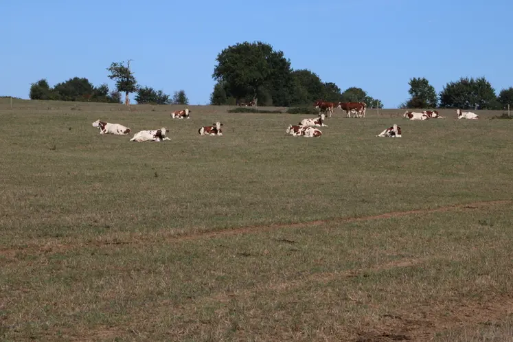 <em class="placeholder">vaches laitières au pâturage en été</em>