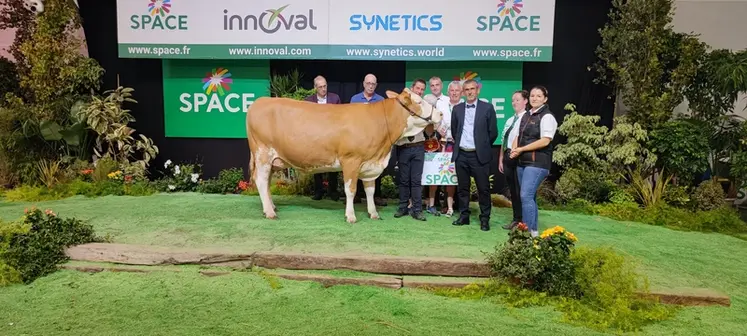 <em class="placeholder">Ultra (Enjoy X Figo) Simmental</em>
