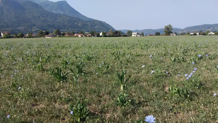 Une prairie temporaire en Isère, avec de la chicorée