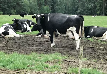 élevage laitier polonais