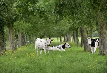 vaches normandes dans une prairie 