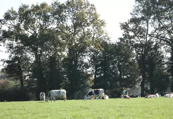 vaches laitières au pâturage avec des infrastructures agroécologiques - ici des arbres