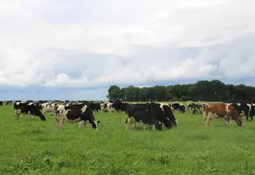 vaches laitières au pâturage agriculture biologique