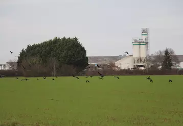 Selon les années, 5 000 à 10 000 corneilles noires, pies bavardes et corbeaux freux sont capturés en Loire-Atlantique. Ce type d’opération est mené sur différents départements. © Polleniz