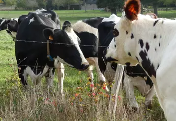 Des vaches qui peuvent partager des gouttelettes par dessus la clôture. © J.-M. Nicol