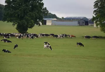 98 ha sont accessibles par les vaches depuis la stabulation. © Eilyps