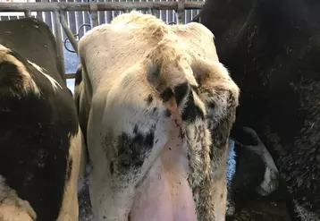 Un fort amaigrissement en début de lactation: mieux vaut contrôler le taux de BHB de ces vaches. © O. Crenn