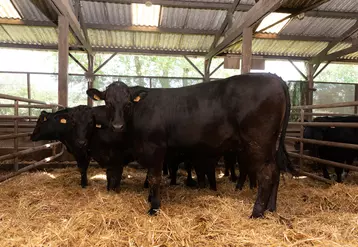Des animaux croisés Prim’Holstein x Limousin lors des essais à la ferme expérimentale de Mauron. Ils ont atteint un poids moyen carcasse de 307 kg à 15,8 mois et un rendement carcasse de 53,6 %. © Interbev Bretagne