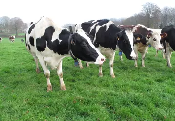 La baisse du cheptel bovin lait est de -2,4% en Bretagne au 1er octobre 2020 par rapport à octobre 2019.  © C. Pruilh