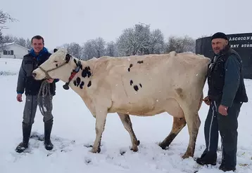 Maxime Guyon et Christophe Pioche, moniteurs, sont avec la vache 2080 Magne, qui sert à produire le lait hyper immun.  © Ferme de l'Alpa