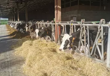 Les vaches taries sont logées dans des logettes larges de 1,25 m et disposent d’un abreuvoir de 2 m de large. Les pH urinaires sont dans les clous. © SCEA de Virly