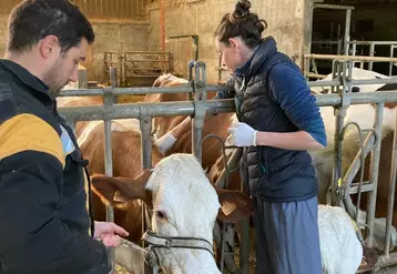 Parmi les vaches adultes ayant vêlé au cours de la saison de pâturage, le traitement peut être limité à celles ayant raté leur pic de lactation. © C. Bée