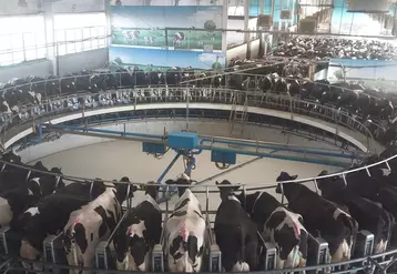 salle de traite vaches laitières en Chine 