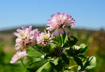Le trèfle de Perse a de très grandes feuilles vertes uniformes. Ses fleurs roses à violettes sont petites, très odorantes et mellifères. © Semences de Provence