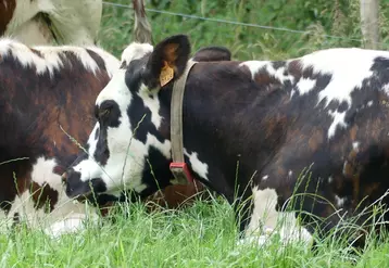  La majorité des élevages qui ont investi dans un détecteur de chaleur ne reviennent pas en arrière.