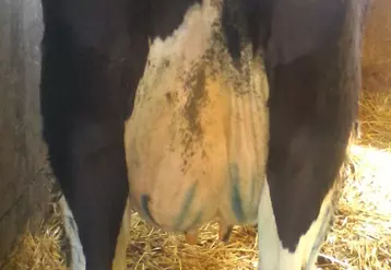 Un tag de la mamelle peu artistique mais efficace : l’essentiel est que la vache traitée soit vue !