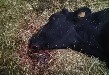 Cette vache est morte le soir même d’une hémorragie pulmonaire. 