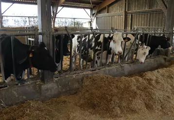 Avez-vous opté pour des abreuvoirs à niveau constant pour vos vaches en préparation au vêlage ?