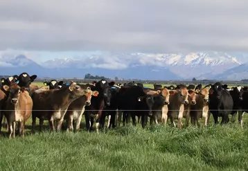 Contrairement aux États-Unis, la production laitière néo-zélandaise semble avoir atteint un plafond depuis que le pays a durci sa politique environnementale. Depuis 2015, elle n'augmente quasiment plus.