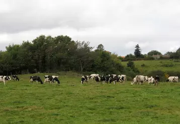 La nouvelle aide couplée bovine devrait donner un coup de pouce à l’élevage laitier de plaine.