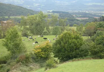 Les 300 adhérents de la Coopal sont en grande majorité en zone de montagne, en Haute-Loire, Puy-de-Dôme, Creuse, Corrèze, Allier, Cantal. 