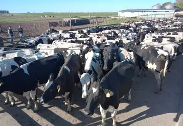 La panne structurelle de la ferme laitière argentine est bien réelle, selon Raúl Cata, de la Société rurale argentine.