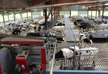 Mis à part en début de lactation, c’est la distribution de concentré qui attire les vaches au robot.