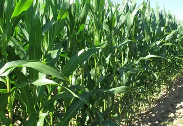 Avec un maïs entre deux prairies, il y a nettement moins d'adventices dans la nouvelle prairie, à la ferme expérimentale de La blanche maison, comparé à un sorgho multicoupe entre deux prairies. 