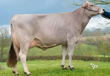 Jolie GP au Gaec Brast (12)  illustre le type de vache recherchée en race Brune : du lait, des taux, excellente mamelle, solidité du dessus, large au poitrail et une musculature suffisante..