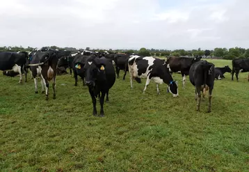 En Irlande, la ferme de Moorepark passe des vaches croisées aux Holstein-frisonnes