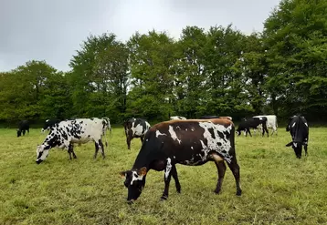 Les croisées produisent autant de lait que les Holstein au pâturage. Mais, elles sont plus pénalisées quand la ration hivernale manque d’azote. 