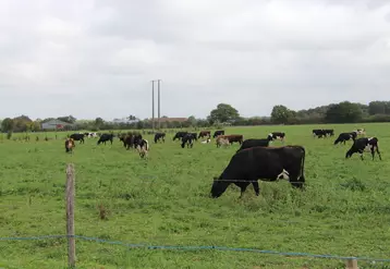 Depuis janvier 2019, l'ensemble du troupeau est constitué de vaches croisées.