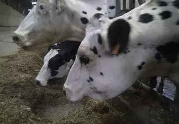 Seul un anti-inflammatoire a été administré à cette vache à l'auge enflée.