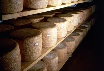 La fromagerie Dischamp fabrique des fromages AOP et autres fromages d'Auvergne et affine des fromages fermiers achetés en blanc.