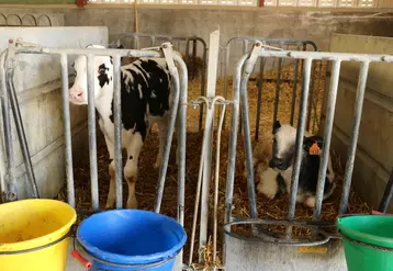 L’engraissement des jeunes bovins laitiers recule en France.