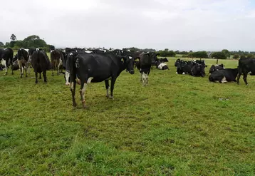 vaches laitières, Irlande, prairies