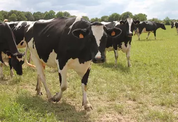 prim'Holstein, Loire-Atlantique