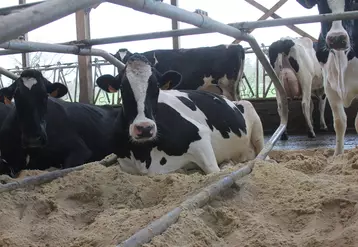 vaches Holstein, logettes, logement