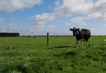 Dans l'île du Sud, les meilleures terres - irriguées - sont réservées aux vaches laitières.