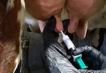 Pose d'obturateur sur une mamelle de vache