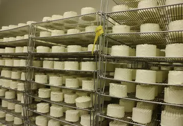 fromages en blanc en salle d'affinage