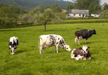 Bovins lait / vaches normandes et prim'holstein au pâturage en Normandie