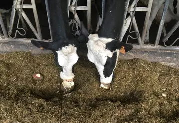 vaches laitières mangeant des betteraves entières à l'auge