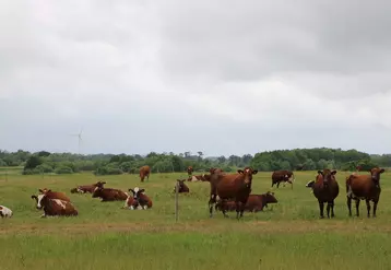troupeau de vaches laitières viking red au pâturage en Suède