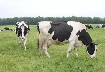 vache laitière qui broute de l'herbe